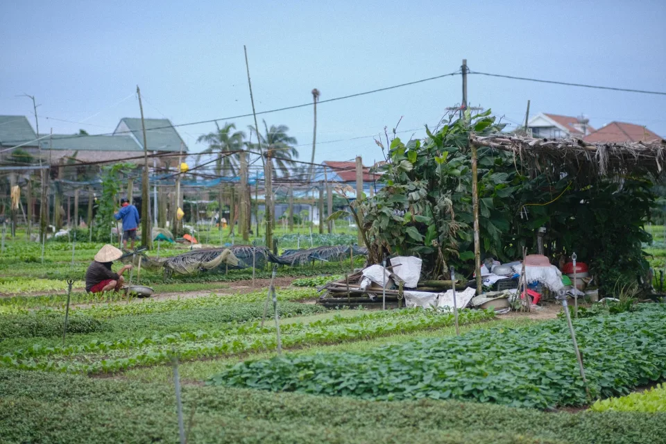 Khu nhà lưới
